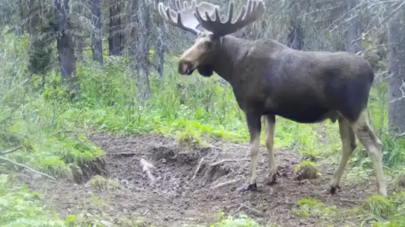 Крупный лось попал в фотоловушку заповедника в ВКО