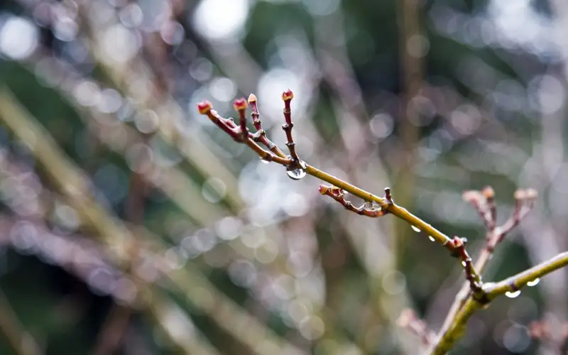 почки на деревьях