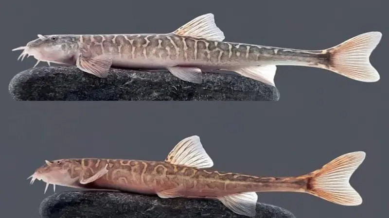 янги балиқ тури