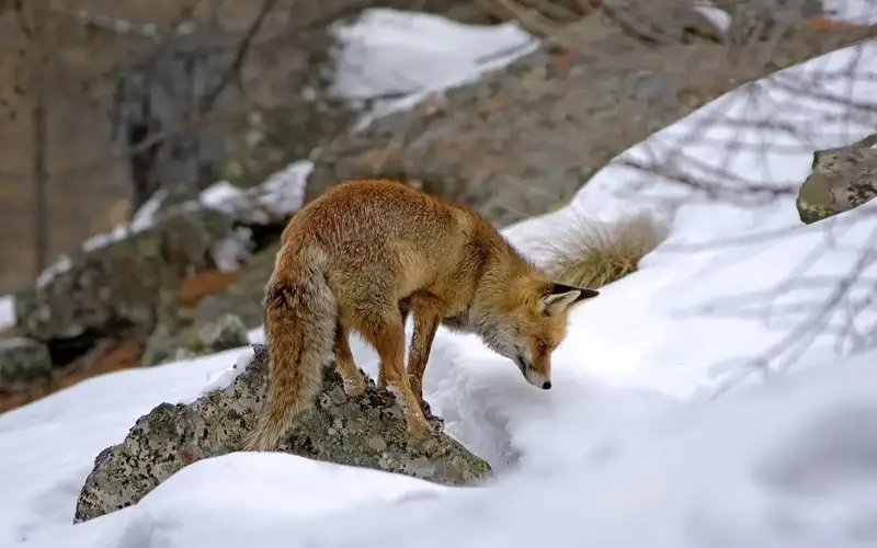 Hunting of fur-bearing animals allowed in Pavlodar region