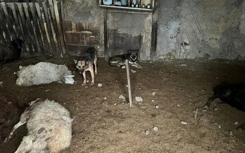 қойлар қырылды