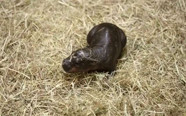 пигмей бегемоти