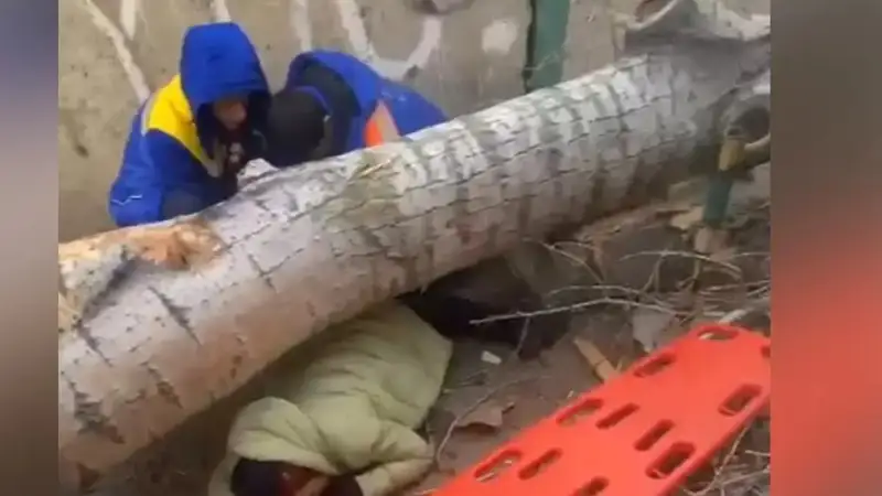 Woman killed by tree in Pavlodar