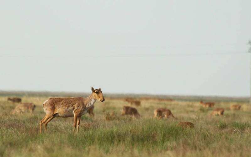 Инициатива &laquo;Алтын Дала&raquo; победила в&nbsp;престижной экологической премии