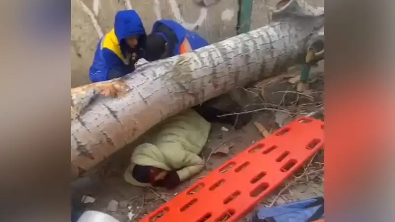 Павлодарда әйелдің үстіне ағаш құлады
