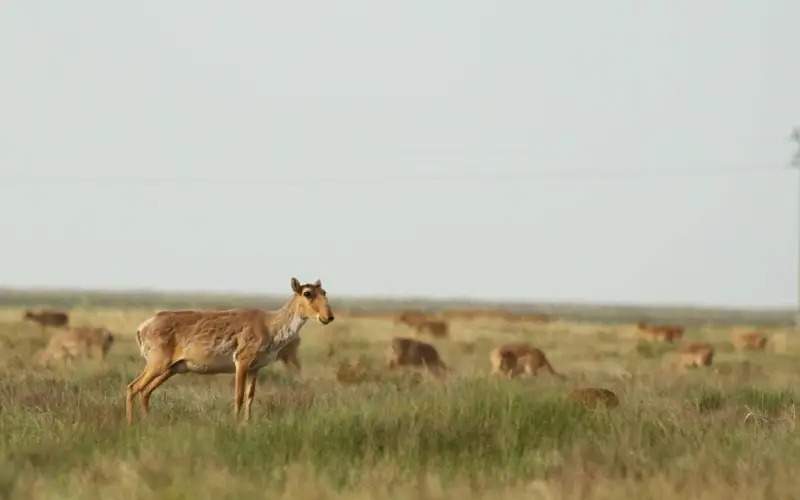 Altyn Dala Initiative wins environmental Earthshot Prize