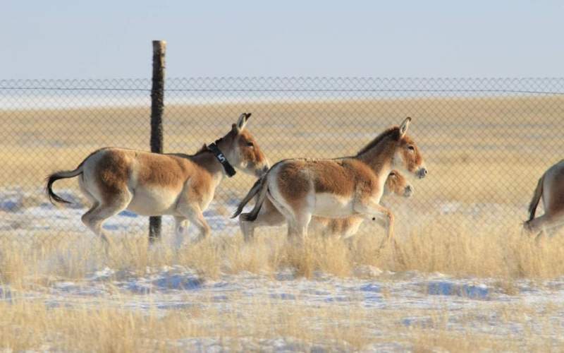 Инициатива &laquo;Алтын Дала&raquo; победила в&nbsp;престижной экологической премии