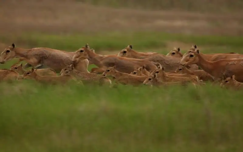 Инициатива «Алтын Дала» победила в престижной экологической премии