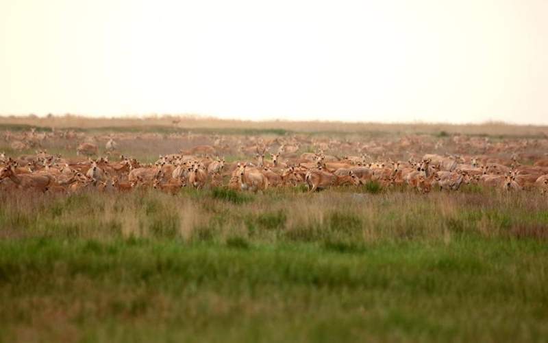 Инициатива &laquo;Алтын Дала&raquo; победила в&nbsp;престижной экологической премии