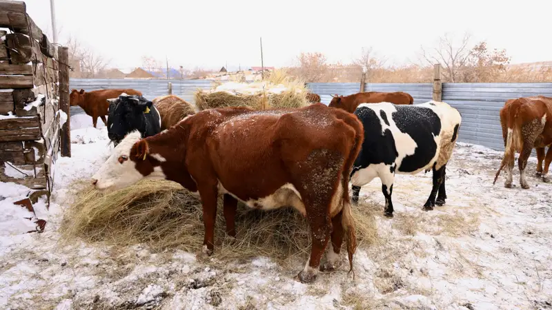 коровы, животноводство, Ауыл аманаты