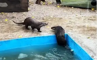 Almaty zoobaǵyndaǵy kámshat janýarlary jańa volerge kóshirildi