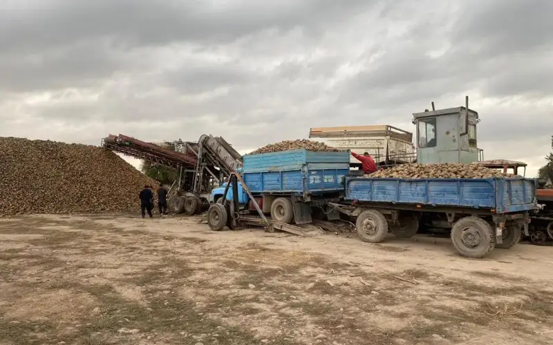 В Минсельхозе прокомментировали скопление автотранспорта на Коксуском сахарном заводе