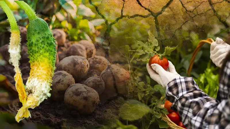 Овощеводство в ЗКО: проблемы и перспективы развития отрасли