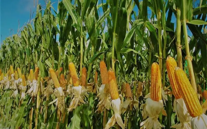 жүгерінің жаңа сорты