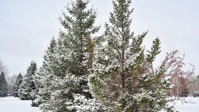 непогода снег  ауа райы қар