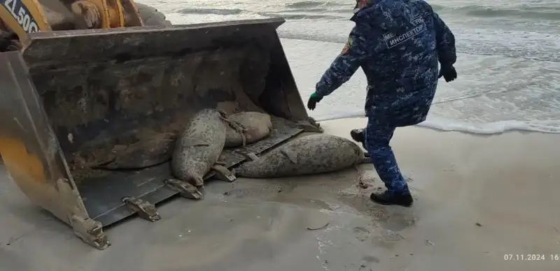 Number of dead seals on Caspian Sea rises to 850