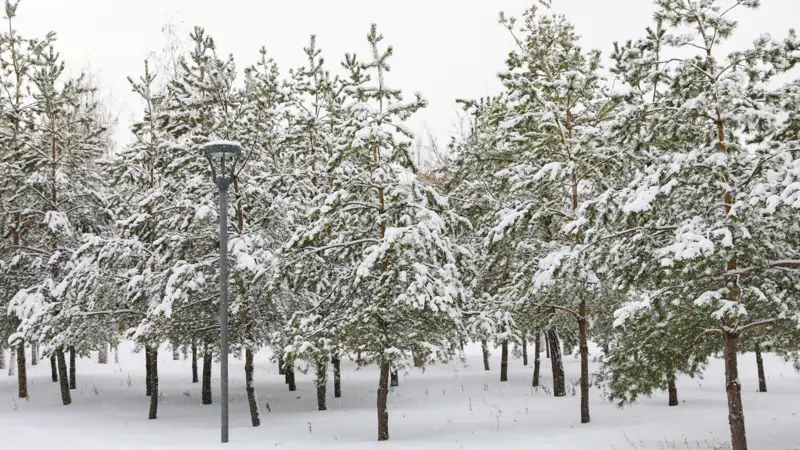 Зима снег ели лес қыс қар орман шырша