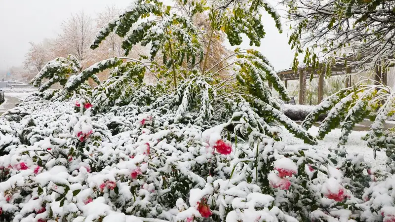 Алматы снег туман қар тұман 