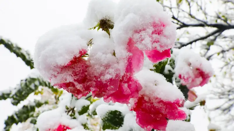 Алматы снег туман қар тұман 