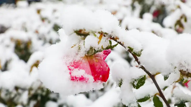 Алматы снег қар туман тұман