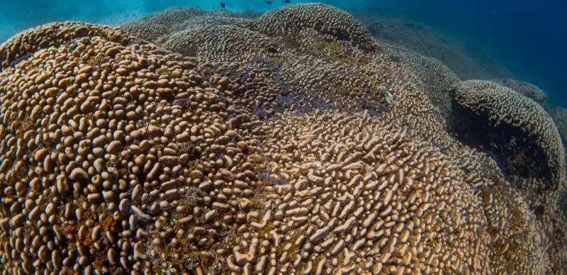 Әлемдегі ең үлкен маржан табылды