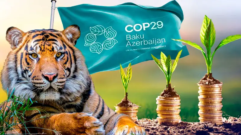 Участие в COP29, зеленые инвестиции, возвращение тигров