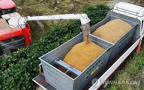 South Korea’s rice production projected to fall for 3rd year in 2024