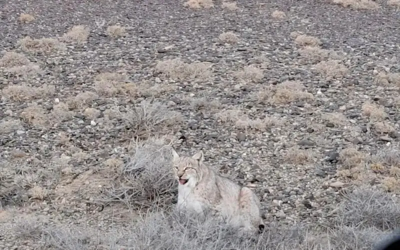 Lynx spotted in Almaty region 
