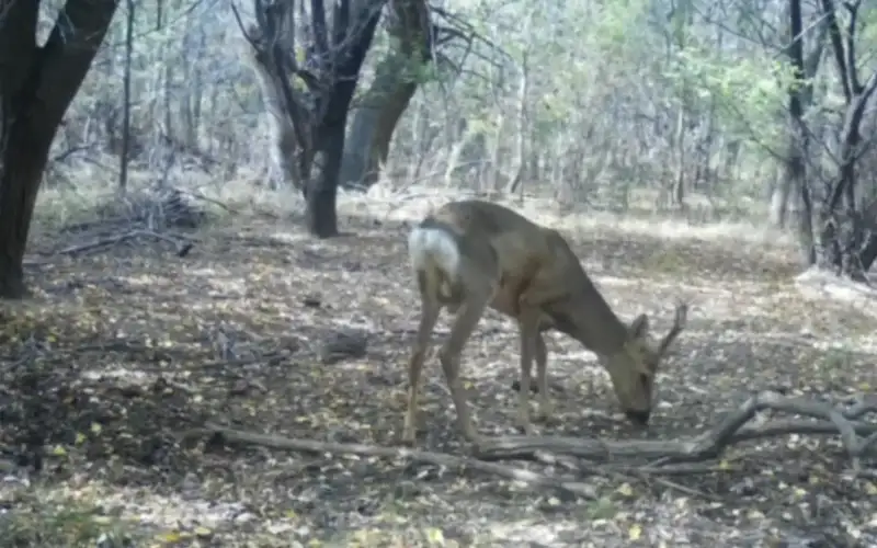 Wild animals caught on trap cameras in Charyn Canyon National Nature Park