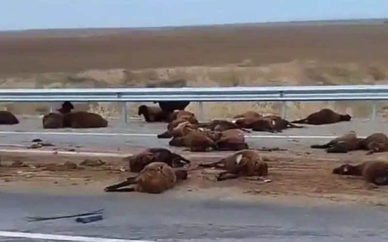 Қашқадарёда юк машинаси қўйлар подасини уриб юборди