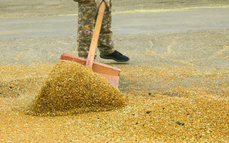 уборка урожая, пшеница. АПК
