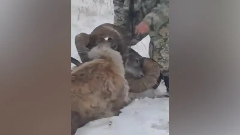 В нацпарке «Бұйратау» спасли архаров