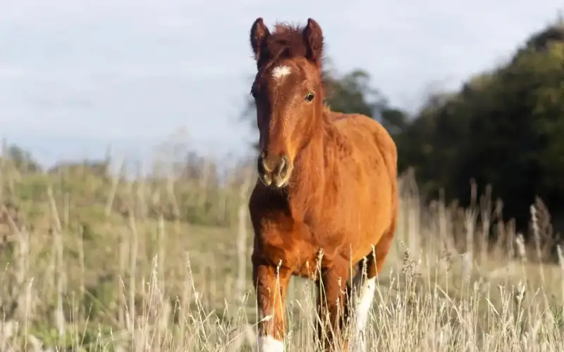 Kazakhstan sets up Institute of Horse Breeding and Forage Production