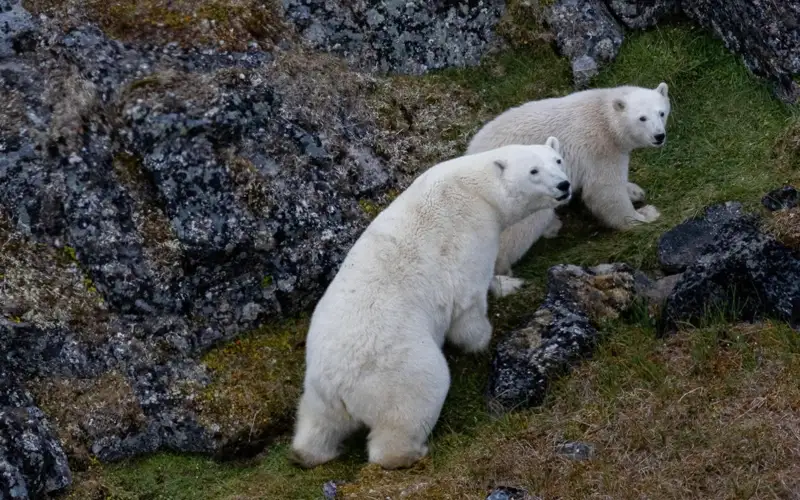 белые медведи 