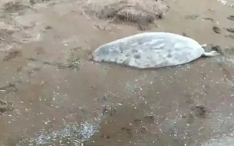 Almost 2,000 dead seals washed ashore in Mangistau region