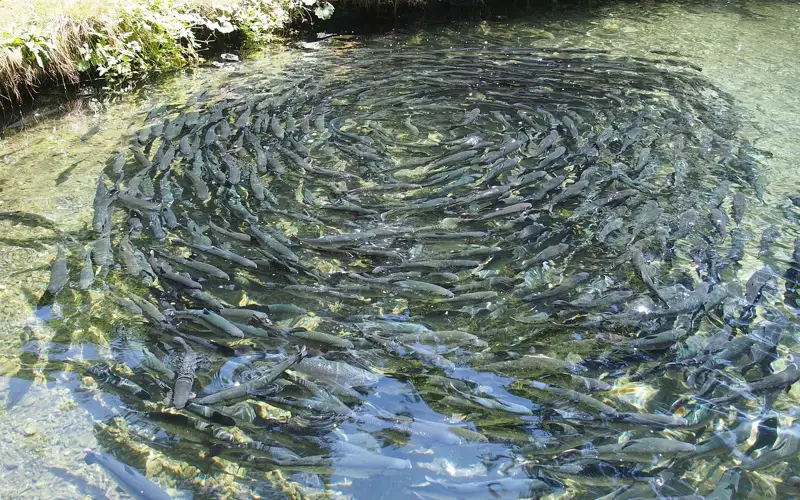 В Казахстане предложили компенсировать расходы рыбоводов на водоснабжение