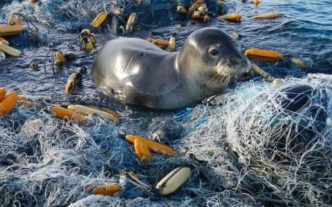 Caspian seal