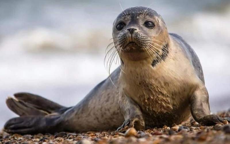 Caspian seals