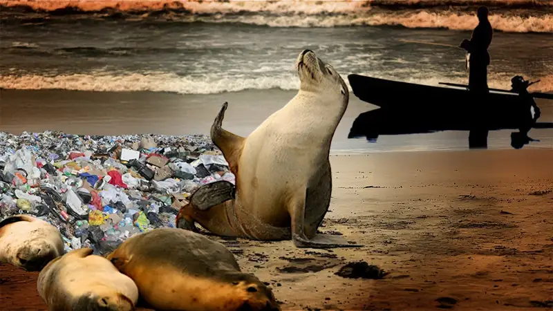 Почему гибнет каспийский тюлень 