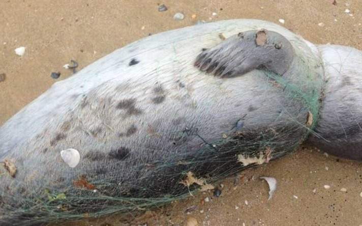 Caspian seals