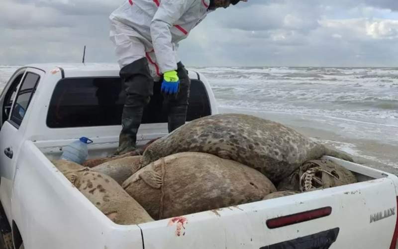 Caspian seals