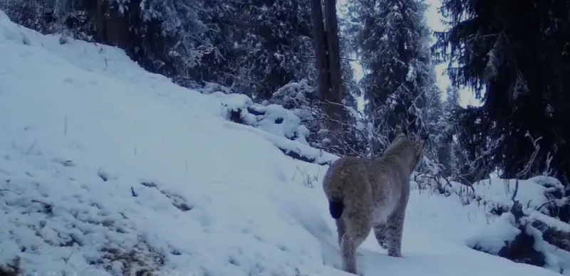 Алматы облысында қар барысы мен Түркістан сілеусіні фототұзаққа түсіп қалды