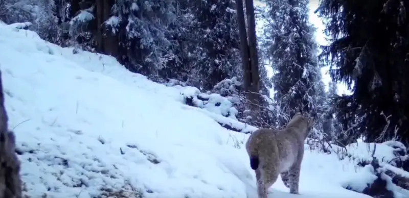 Снежный барс и рысь попали в фотоловушки на Кольсае