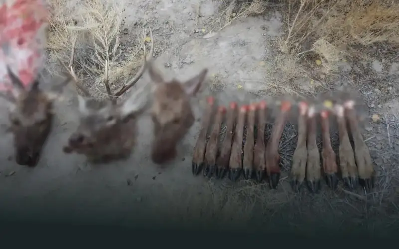 Бухоро буғуси