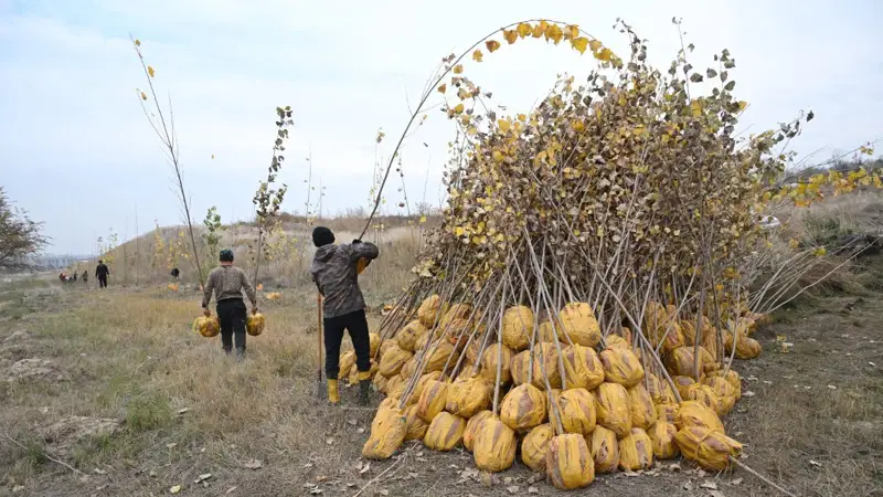 Озеленение г.Алматы