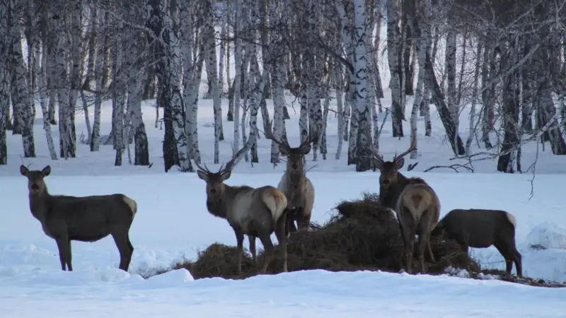 В нацпарке «Бурабай» усилят охрану молодых елей и сосен