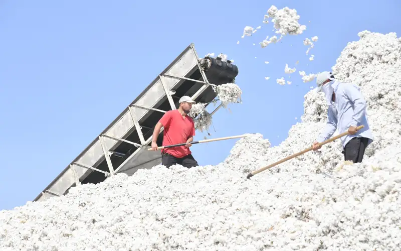 226 млрд тенге вложат в создание хлопкового кластера в Туркестанской области