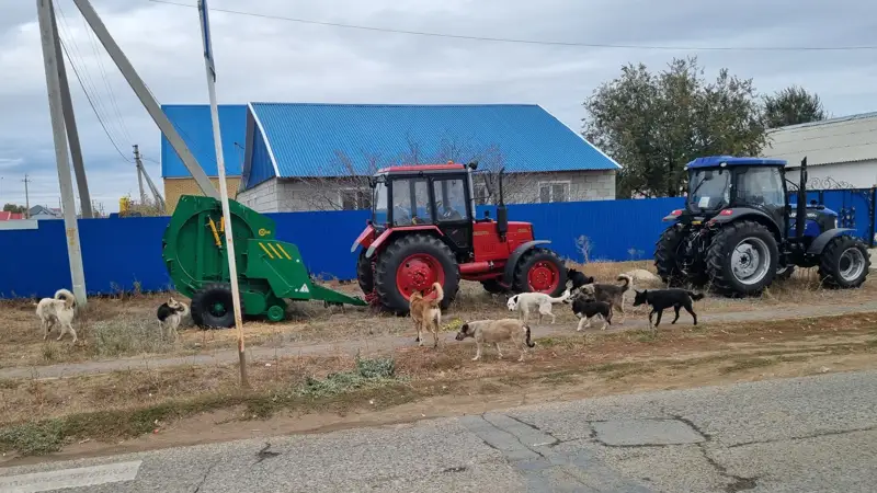 қаңғыбас ит 