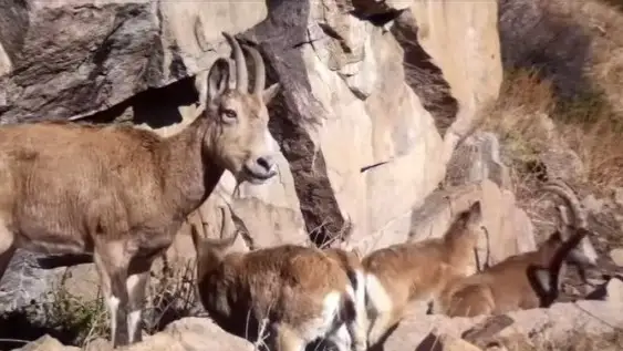 Сибирский горный козел и дикий кабан попали в объектив фотоловушки в Иле-Алатуском природном парке