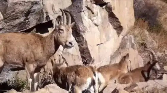 Siberian ibex, wild boar caught on trap camera in Ile-Alatau National Park
